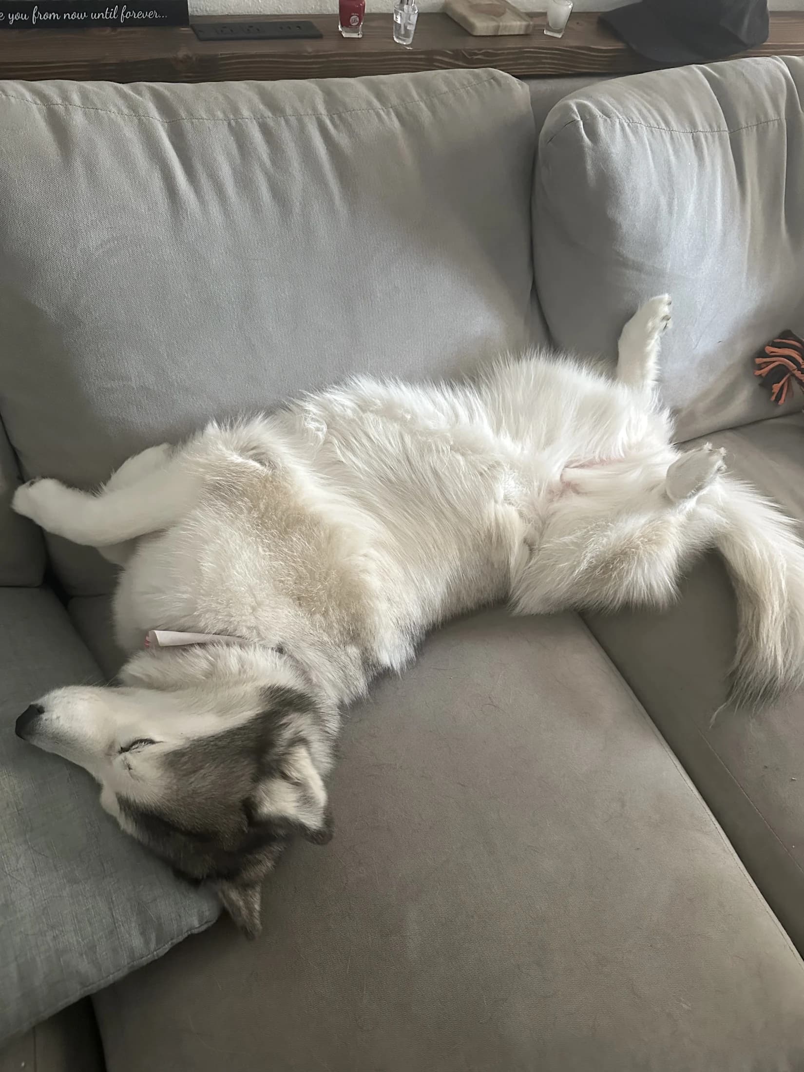 Nala snoozing upside down on the sofa