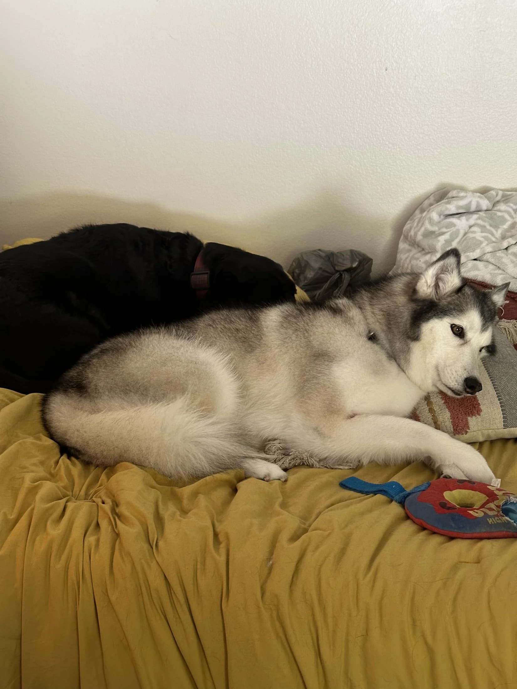 Nala and Noodles resting together on a yellow blanket