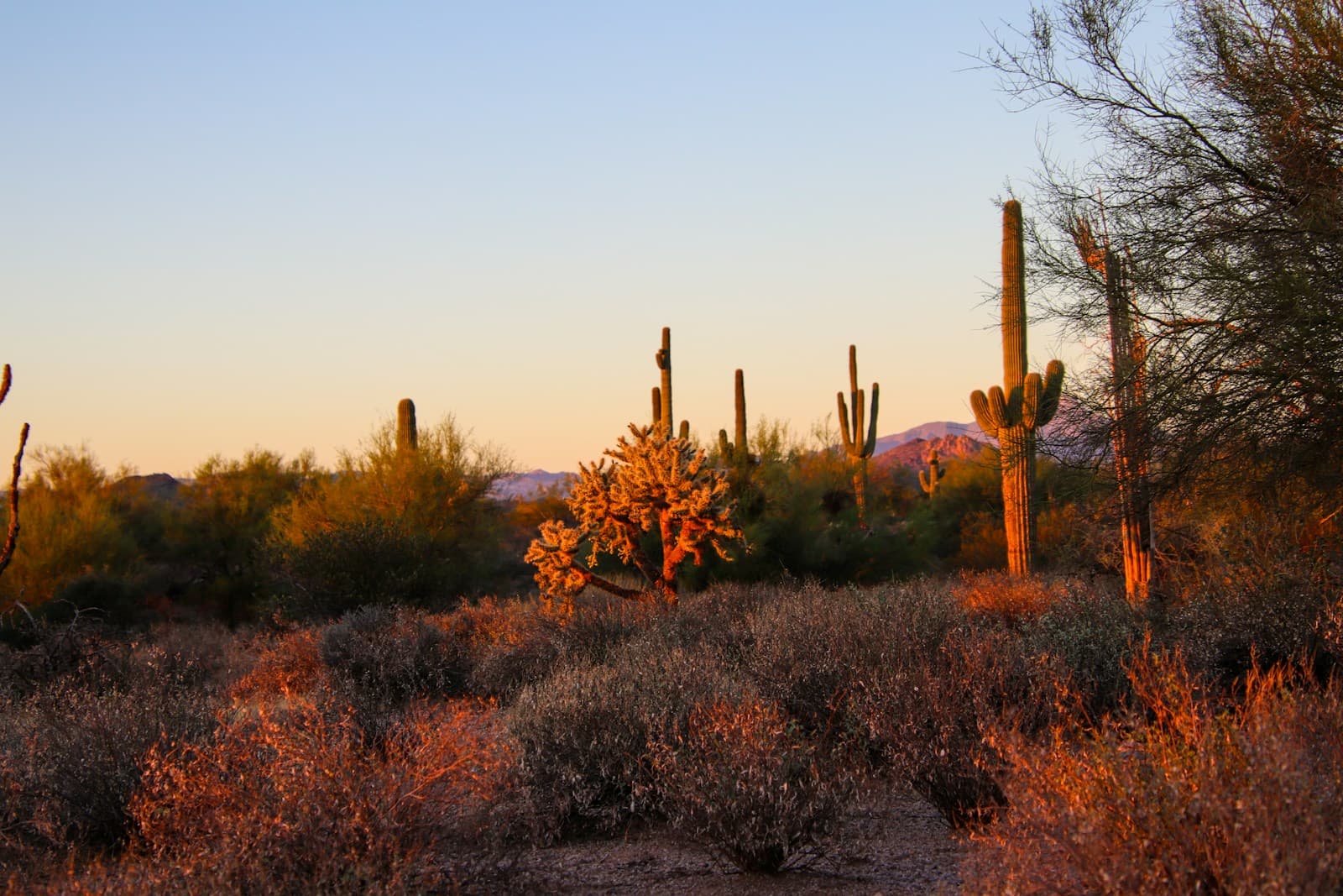 Stock placeholder: a sunlit desert landscape with saguaro cacti