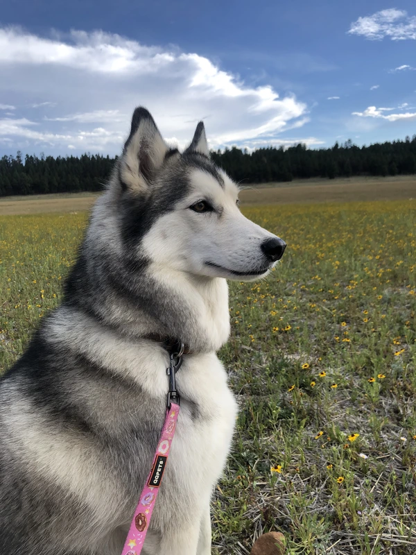 Nala among the flowers