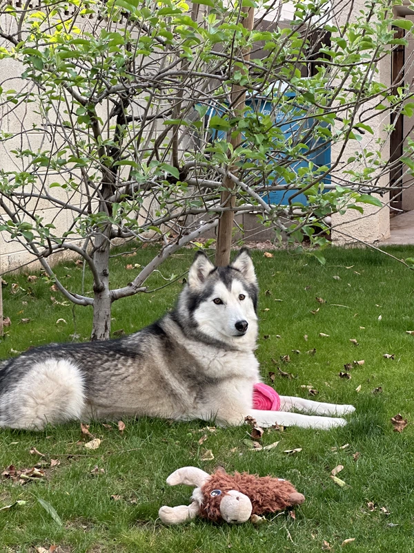 Nala enjoying the yard
