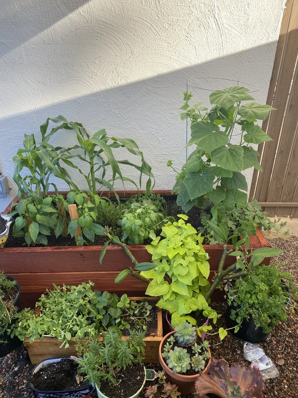 A little herb garden