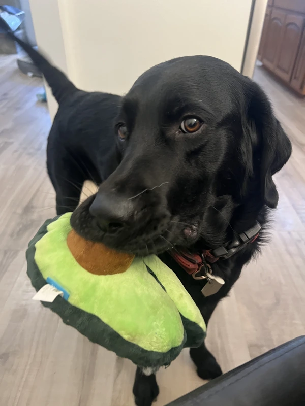 Noodles with a favorite toy