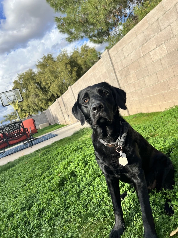 Noodles in the yard