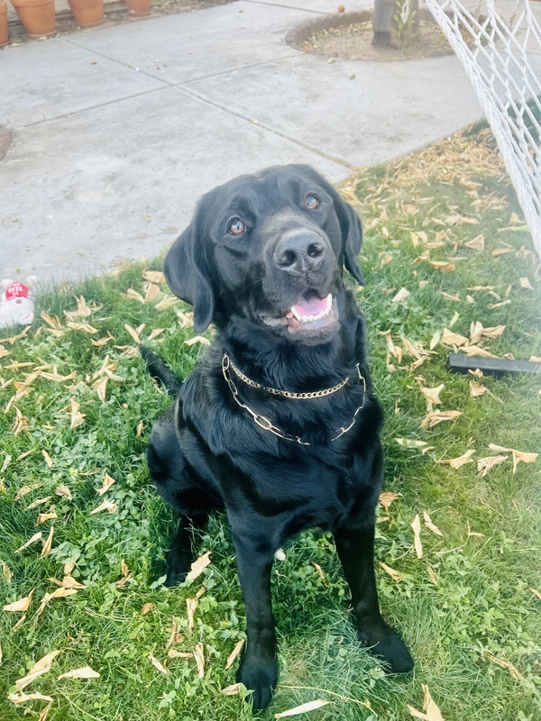 Noodles among the leaves