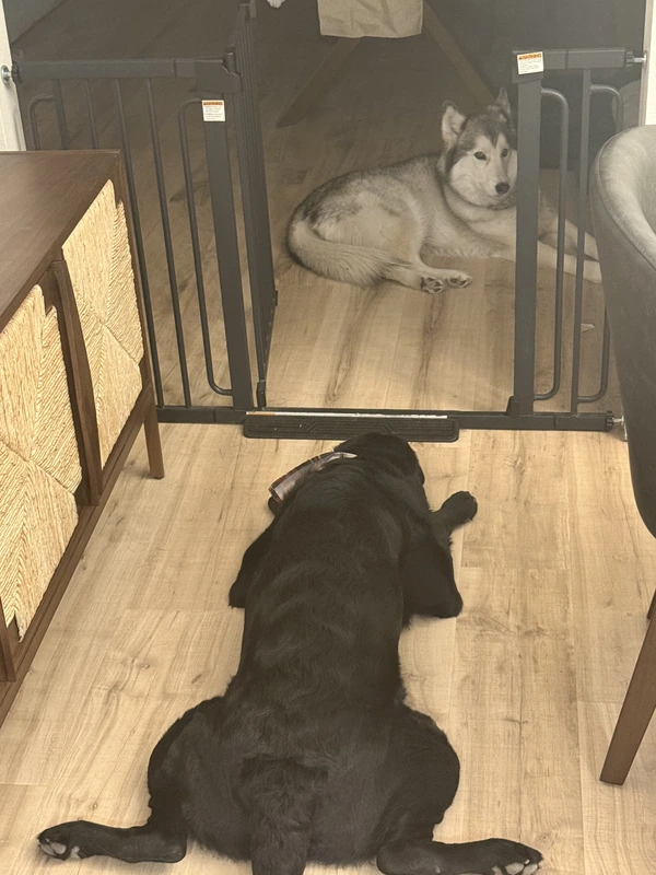Nala and Noodles in the doorway